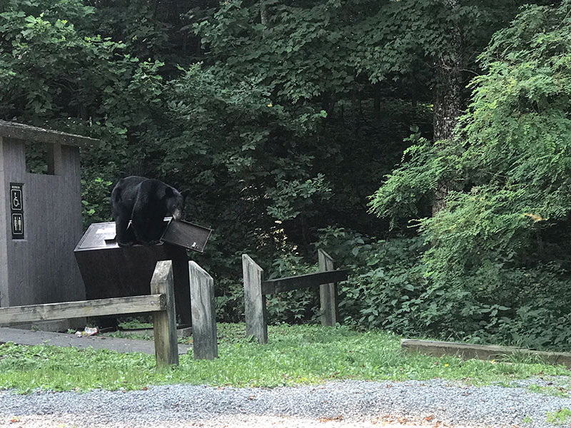 Bear in Dumpster