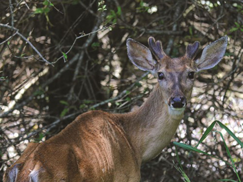 Starving Deer