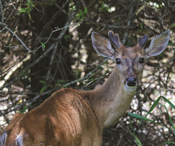 Starving Deer