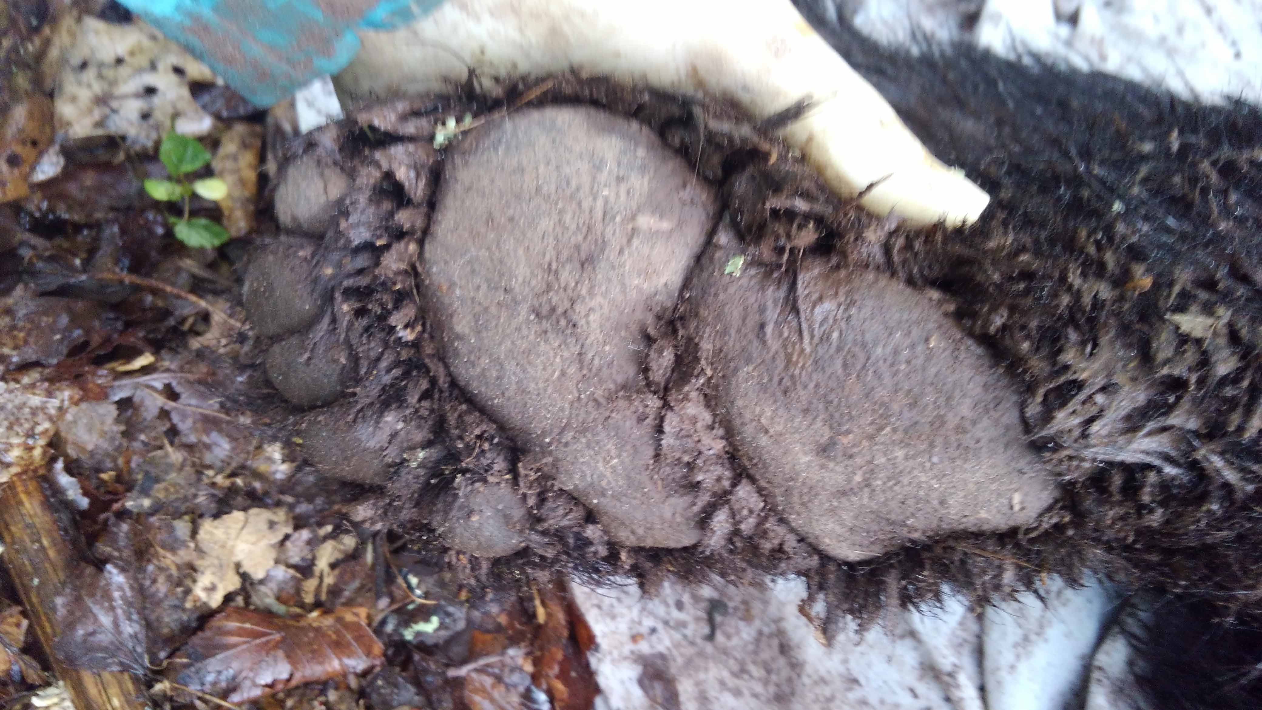 Tracking Bear Foot