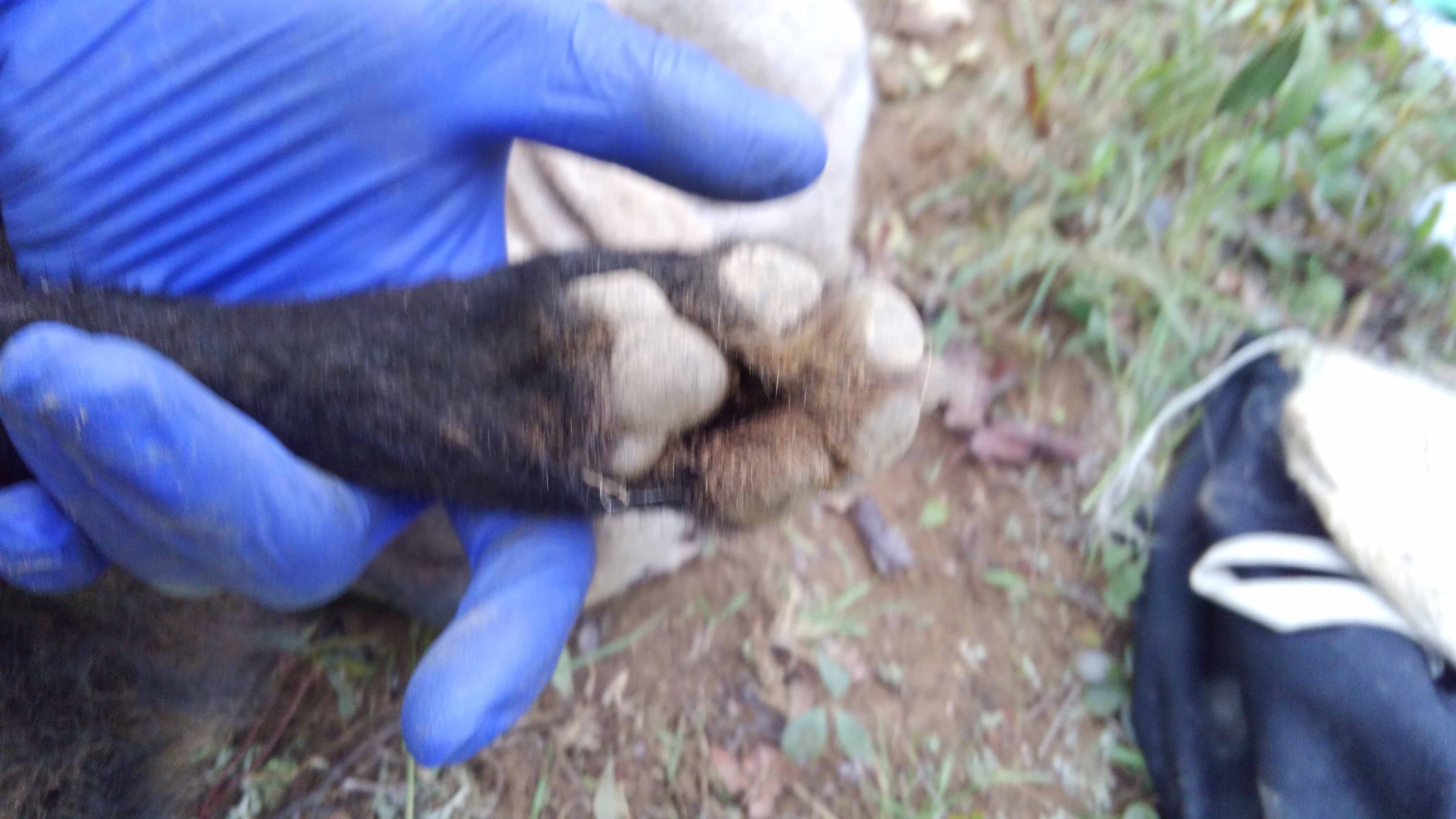 Tracking Coyote Foot