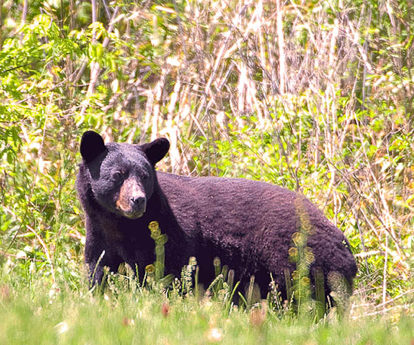 Photo Credit: MDWFP.com Mississippi Black Bear Monitoring