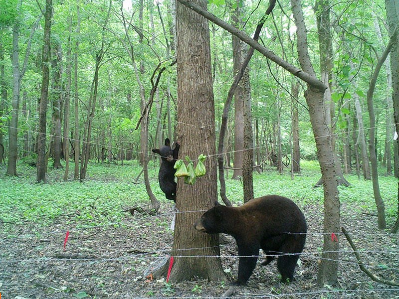 MDWFP - Using Science to Identify the Best Traps for Animal Welfare