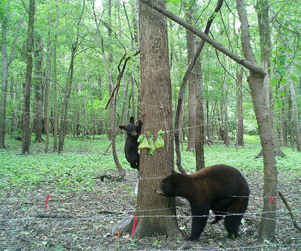 bear swatting at treats