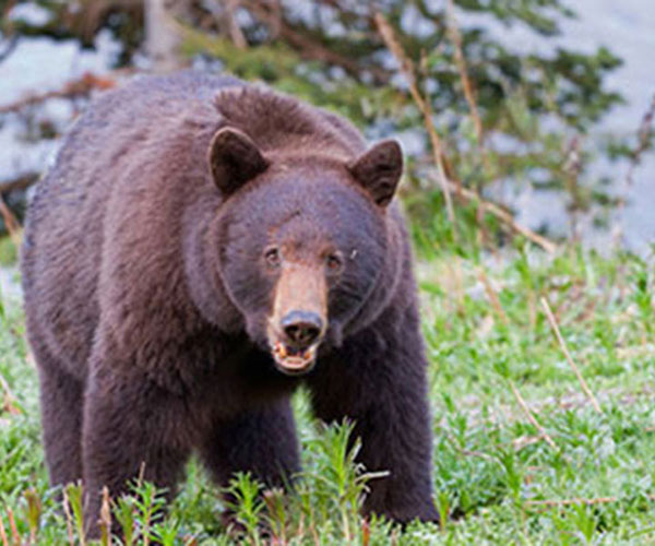 bear in the field