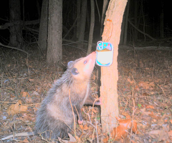 Southern Illinois Camera Trap Study