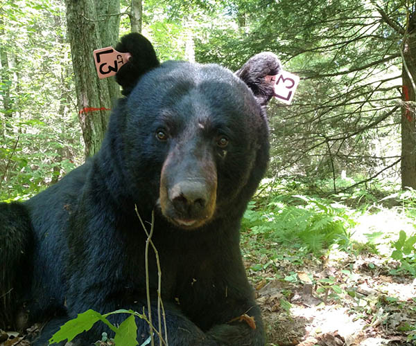 Connecticut Black Bear Population Estimate
