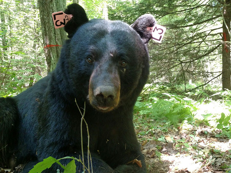 Connecticut Black Bear Pop Estimate