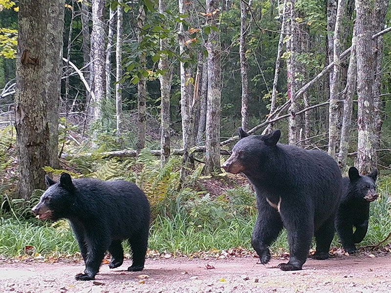 Black Bear