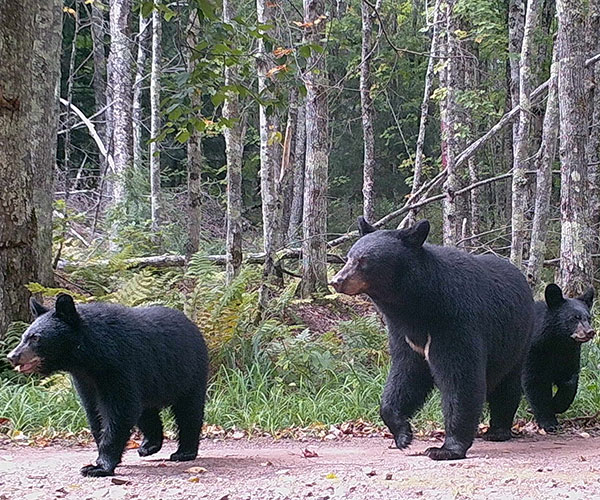 Black Bears