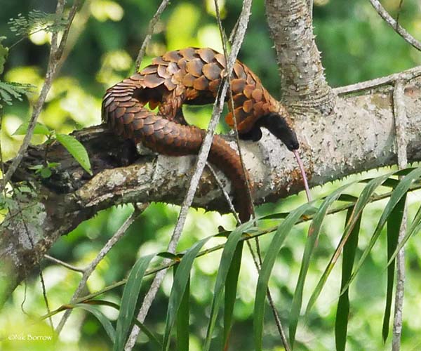Photo Credit: Sangha Pangolin project and savepangolins.org Pangolins