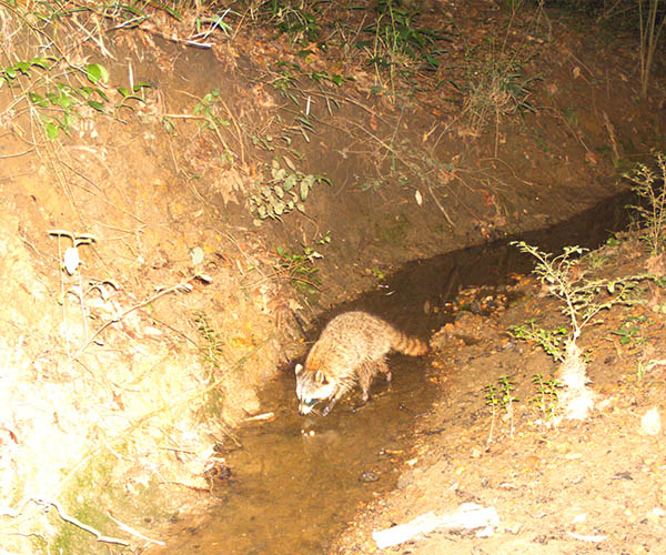 Photo Credit: Adam Rohnke Urban Carnivores