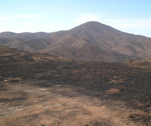 Photo Credit: Dana Hogan SoCal Rodents and Fire