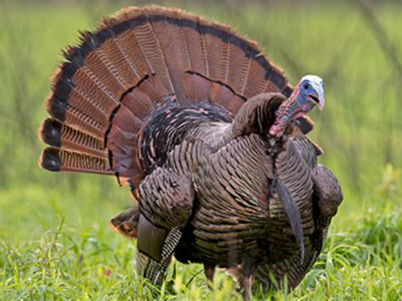 Male Turkey