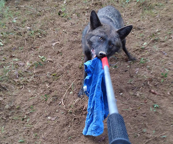 The Virginia Appalachian Coyote Study